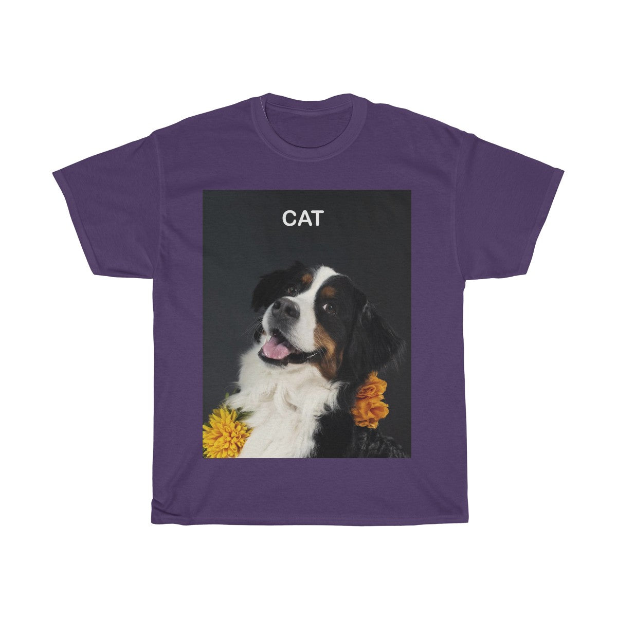 Picture of a cat