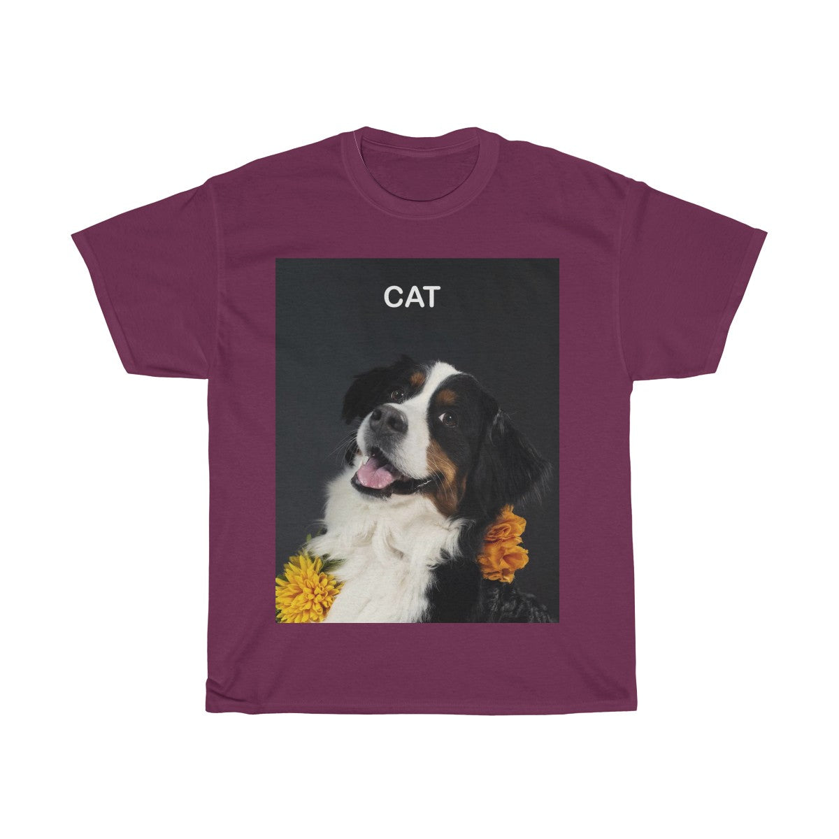 Picture of a cat